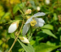 Bloemen Boerenjasmijn