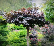 Fagus syl. ‘Atropunicea’