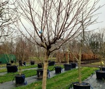 Prunus persica Paraquayo Tito platte of wilde perzik als halfstamboom