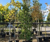 Parrotia persica 'Cherry Tips' - Perzisch IJzerhout 'Cherry Tips' - 5