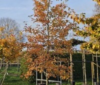 Nyssa sylvatica 'Wildfire' - Nyssa sylvatica 'Wildfire' - 2