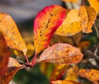 Nyssa sylvatica 'Wildfire' - Nyssa sylvatica 'Wildfire' - 4