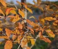 Nyssa sylvatica 'Wildfire' - Nyssa sylvatica 'Wildfire' - 1