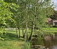 Betula pendula - Ruwe berk - 1