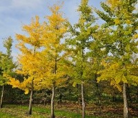 Ginkgo biloba - Japanse Notenboom - 5