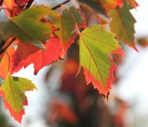 Acer rubrum 'Red Sunset'
