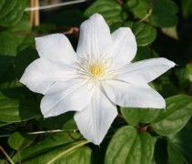 Clematis madame Le Coultre klimplant met witte bloemen