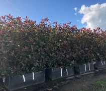 Photinia fraseri 'Red Robin' haagelementen