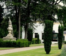 Taxus baccata 'Fastigiata'