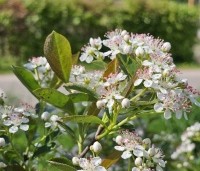 Aronia melanocarpa 'Hugin' - Appelbes  'Hugin' - 3