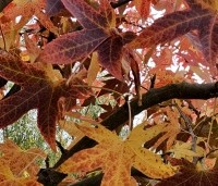 Liquidambar styraciflua 'Worplesdon' - Amberboom - 1