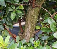 Arbutus unedo - Aardbeiboom - 5