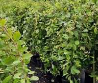 Salix caprea 'Kilmarnock' - Treurwilg 'Kilmarnock' op stam - 1