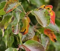 Pyrus calleryana 'Chanticleer' - Sierpeer - 3