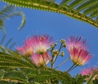 Albizia julibrissin 'Rosea' - Perzische slaapboom - 3