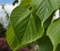 Tilia x europaea 'Pallida' - Koningslinde - 2