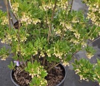 Enkianthus campanulatus - Pronkklokje - 3