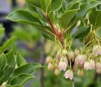 Enkianthus campanulatus - Pronkklokje - 2
