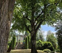 Tilia platyphyllos - Zomerlinde - 5