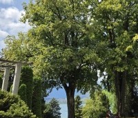 Tilia platyphyllos - Zomerlinde - 4