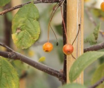Vruchten Malus floribunda