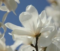 Magnolia loebneri 'Merrill' - Beverboom - 3