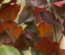 blad Fagus sylvatica 'Dawyck Purple'
