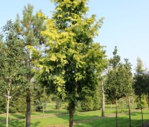 Chinese Moerascipres 'Gold Rush'