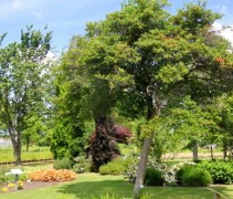 Pruimbladige Meidoorn boom in volwassen toestand