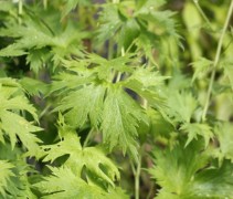 Ridderspoor heeft een fris en soepel licht groen blad.