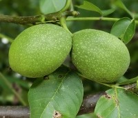 Juglans regia 'Bella Maria' - Walnoot 'Bella Maria' - 9
