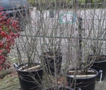 Amelanchier lamarckii