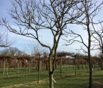 Chinese Vernisboom in winter op onze kwekerij te Apeldoorn, Gelderland