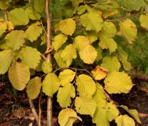 Corylus avellana 'Wunder aus Bollweiler'
