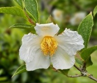 Stewartia pseudocamellia - Schijncamelia - 1