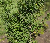Spiraea x cinerea 'Grefsheim' - Spierstruik  'Grefsheim' - 6