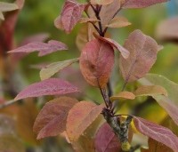 Malus 'Profusion' - Sierappel - 2