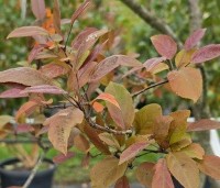 Malus 'Profusion' - Sierappel - 1