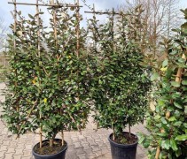 Elaeagnus Ebbingei kant en klare haagelementen