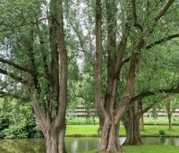 Salix alba - Schietwilg - 10