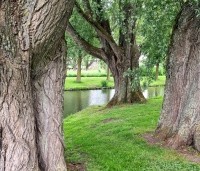 Salix alba - Schietwilg - 8