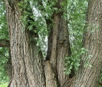 Salix alba - Schietwilg - 9