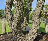 Quercus suber - Kurkeik - 2
