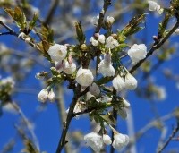 Prunus serrulata 'Shirotae' - Japanse Sierkers - 2
