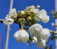 Prunus serrulata 'Shirotae' - Japanse Sierkers - 1