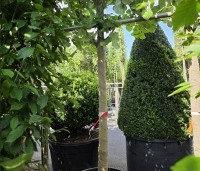 Tilia tomentosa 'Brabant' - Zilverlinde 'Brabant' - 2