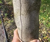 Sycoparrotia semidecidua - Schijnparrotia - 1