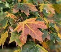 Acer platanoides - Noorse Esdoorn - 8