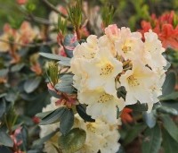 Rhododendron yakushimanum 'Percy Wiseman' - Rododendron 'Percy Wiseman' - 2