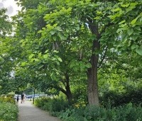 Catalpa bignonioides - Trompetboom - 1